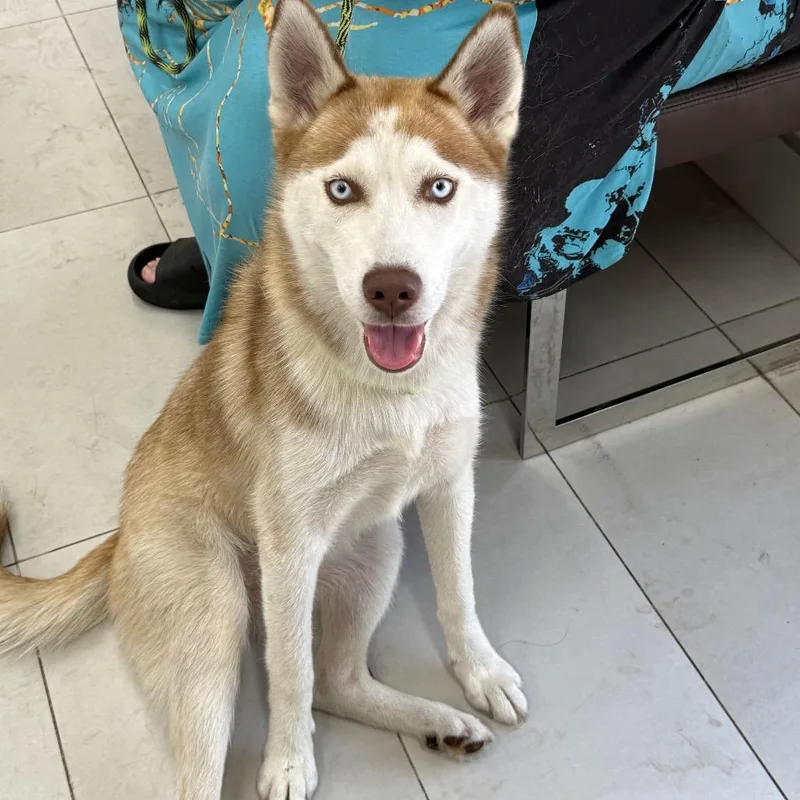 Autumn thumbnail 6