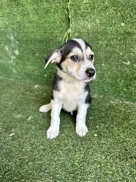 A baby medium-sized male Australian Cattle Dog / Blue Heeler dog named Chris for adoption in Lancaster, CA