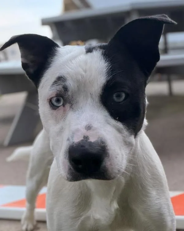 A young medium-sized male Pit Bull Terrier dog named Gus for adoption in Canton, GA