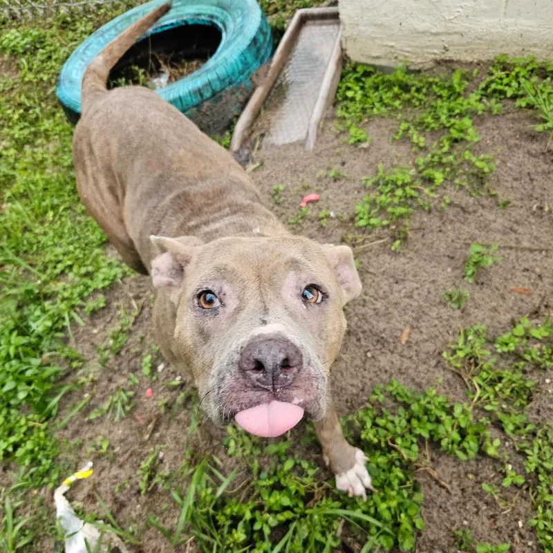An adult medium-sized female Gray / Blue / Silver Mixed Breed dog named Luna for adoption in Lake Panasoffkee, FL