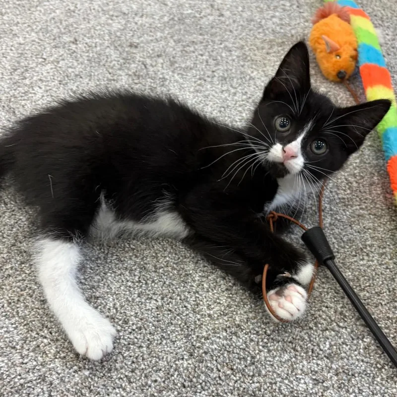 A baby small-sized male Black Domestic Short Hair cat named Yoplait for adoption in Potomac, MD