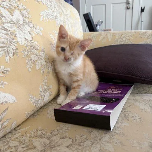 A baby small-sized female Domestic Short Hair cat named Bobbie Joe for adoption in Tampa, FL