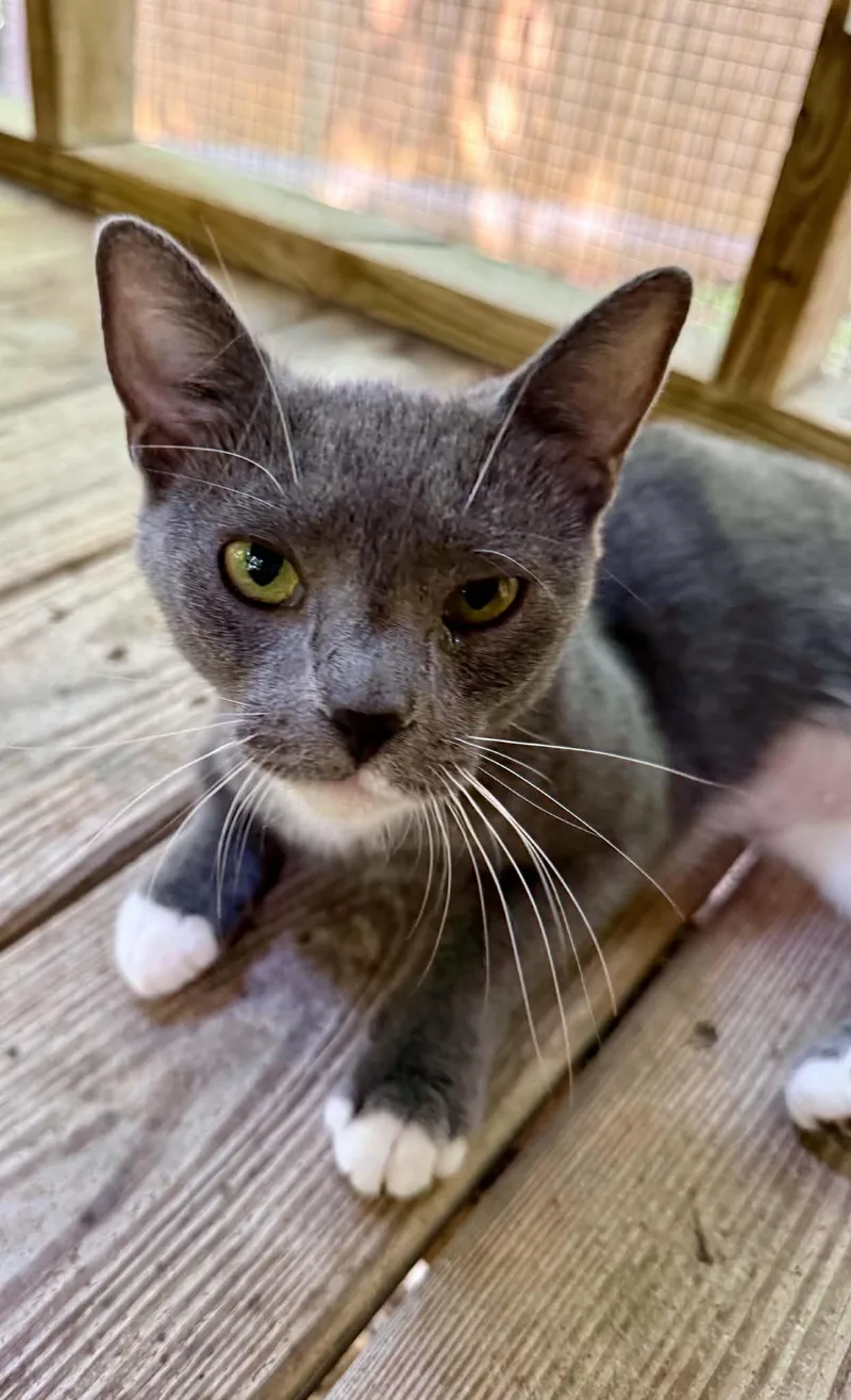 An adult medium-sized female Gray & White Domestic Short Hair cat named Tinkerbell for adoption in Talbott, TN