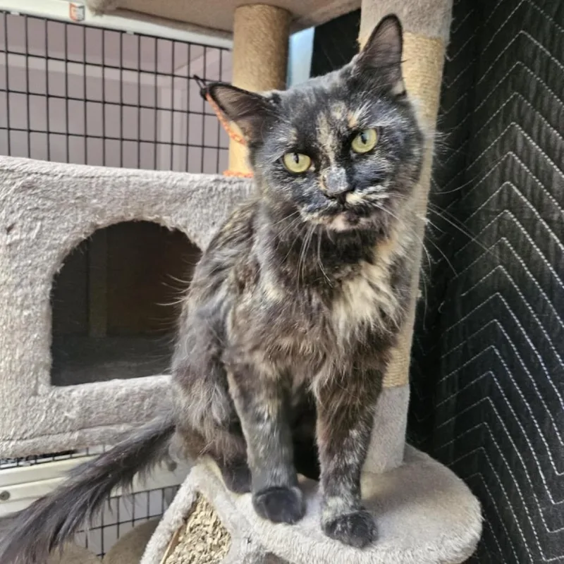 An adult medium-sized female Tortoiseshell Domestic Medium Hair cat named Giselle for adoption in Las Cruces, NM