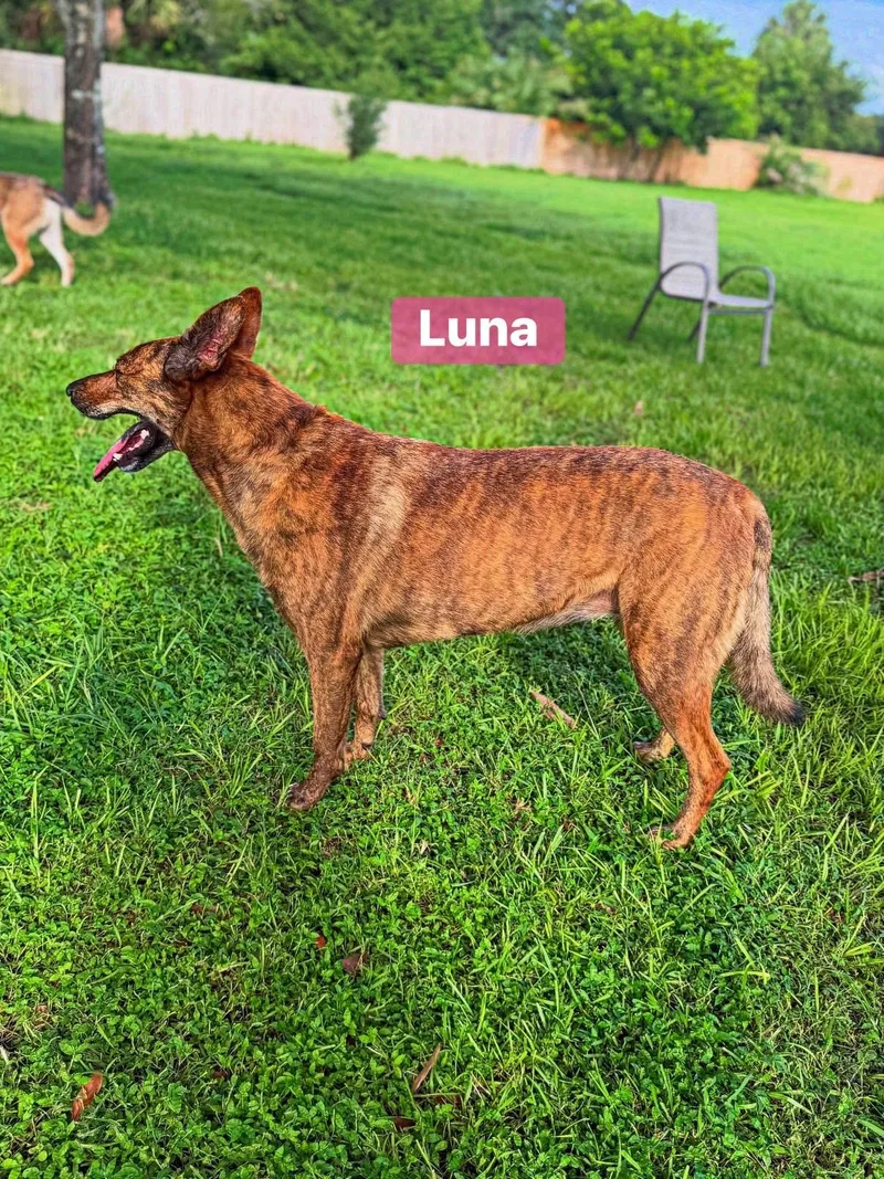 Luna thumbnail 3
