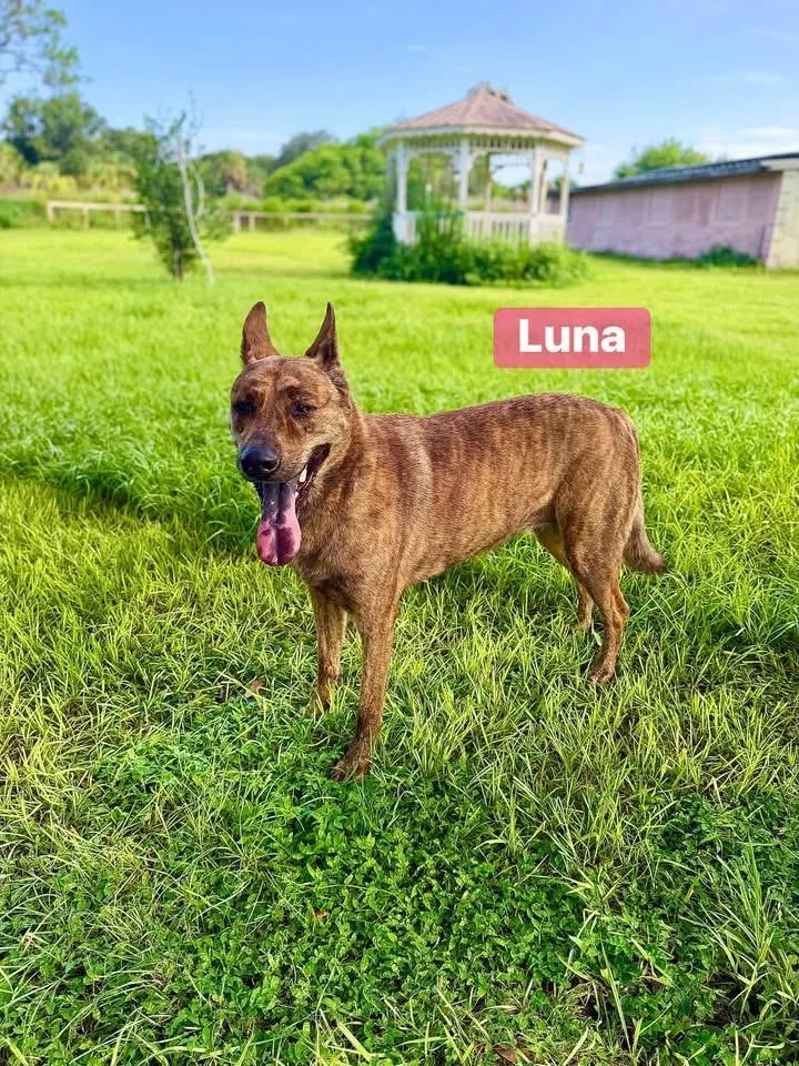 Luna thumbnail 5