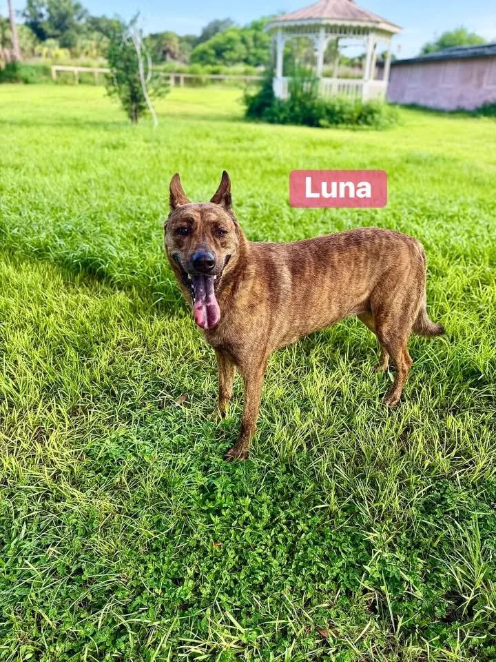 Luna thumbnail 6