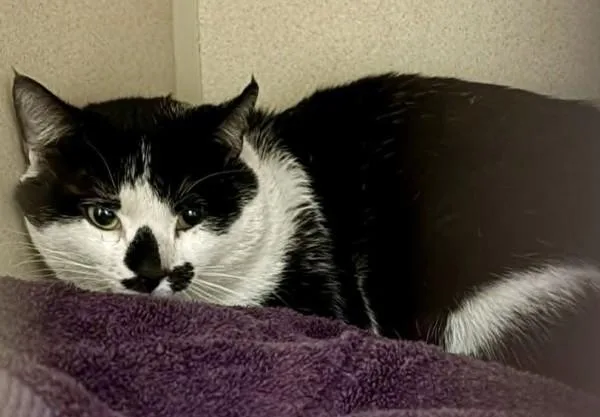 An adult medium-sized male Domestic Short Hair cat named Brawn for adoption in Novato, CA