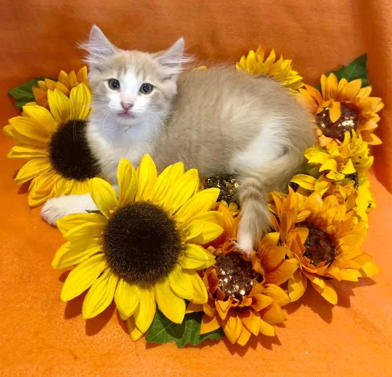 A baby medium-sized male Domestic Medium Hair cat named Scotch for adoption in Lake Monroe, FL