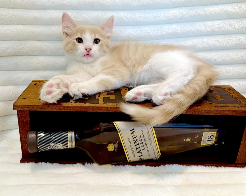 Scotch thumbnail 3