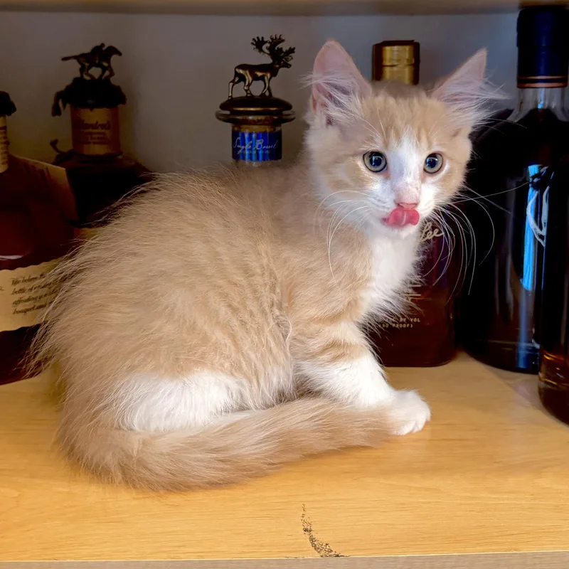 Scotch thumbnail 4