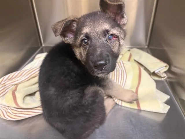 A baby small-sized female German Shepherd Dog dog named Chomp for adoption in Tustin, CA