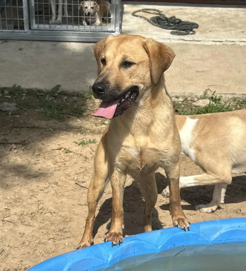 A baby medium-sized female Labrador Retriever dog named Darcy for adoption in Corning, AR