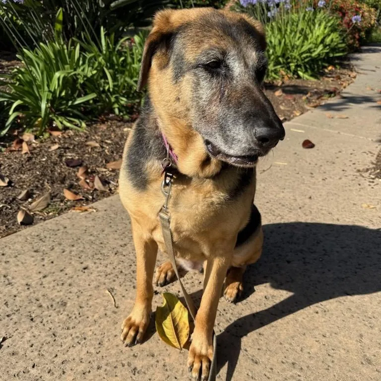 A senior large-sized female Bicolor German Shepherd Dog dog named Jade for adoption in Goleta, CA