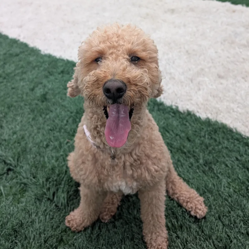 An adult medium-sized female Goldendoodle dog named Leia for adoption in Glenwood , IA