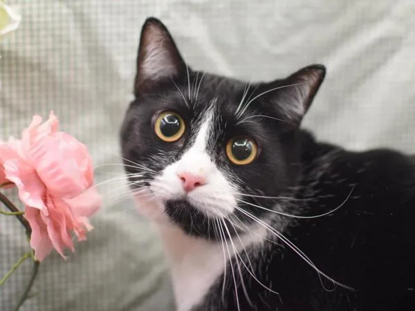 A young medium-sized female Domestic Short Hair cat named Nina for adoption in Portland, OR