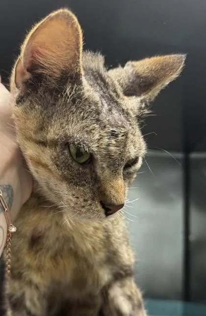 An adult medium-sized male Domestic Short Hair cat named Hendrix for adoption in Fishers, IN