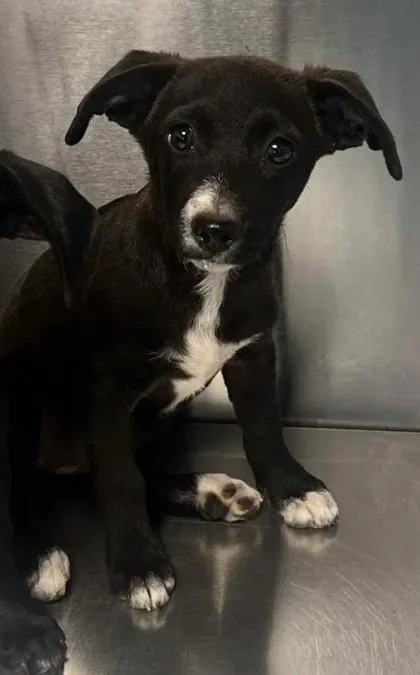 A baby small-sized female Terrier dog named Chloe for adoption in Fresno, CA