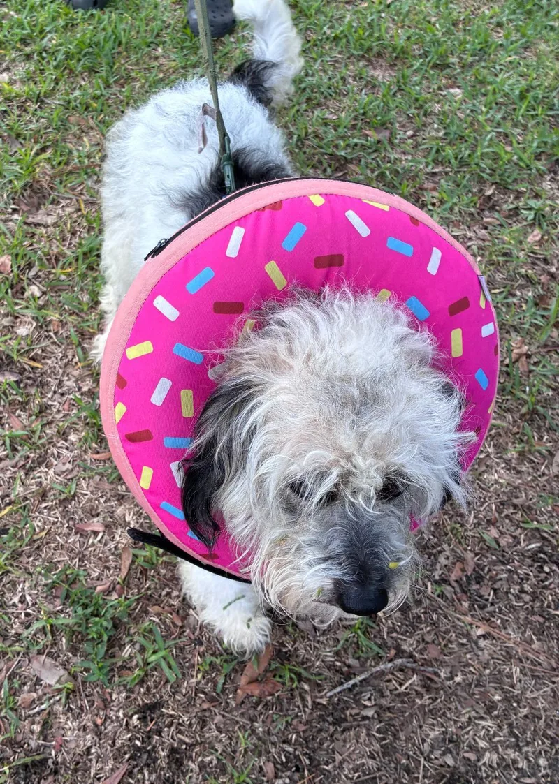 A young small-sized male White / Cream Mixed Breed dog named Marcello for adoption in Ruskin, FL