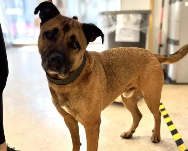 An adult large-sized male German Shepherd Dog dog named Smokey for adoption in San Pedro, CA