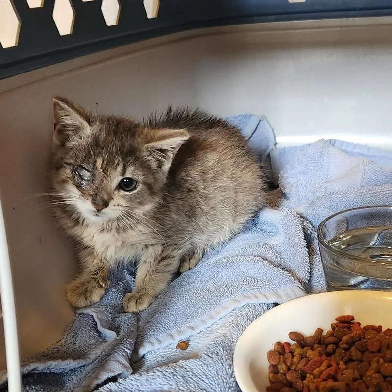 A baby small-sized female Gray / Blue / Silver American Shorthair cat named Tofu ARC for adoption in Akron, NY