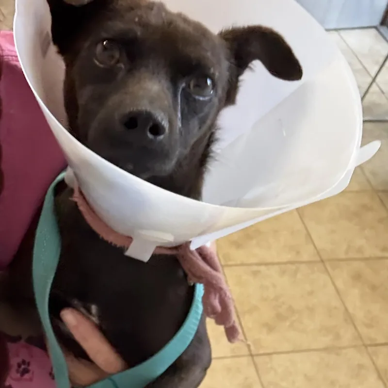 A young small-sized male Brown / Chocolate Chihuahua dog named Max for adoption in El Segundo, CA