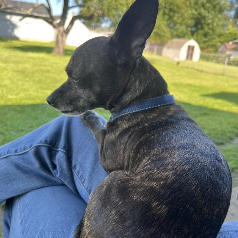 Roscoe thumbnail 2