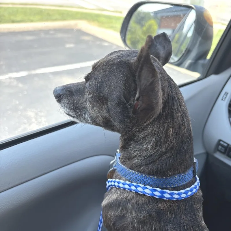 Roscoe thumbnail 3