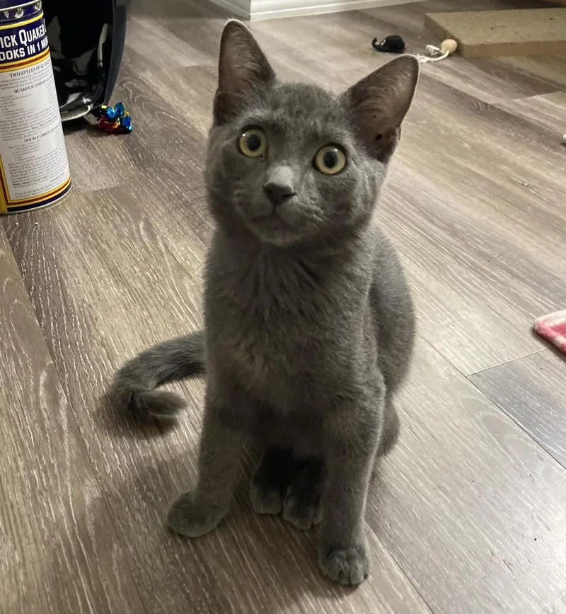 A baby medium-sized male Domestic Short Hair cat named Bagel Moongleam for adoption in Chandler, AZ
