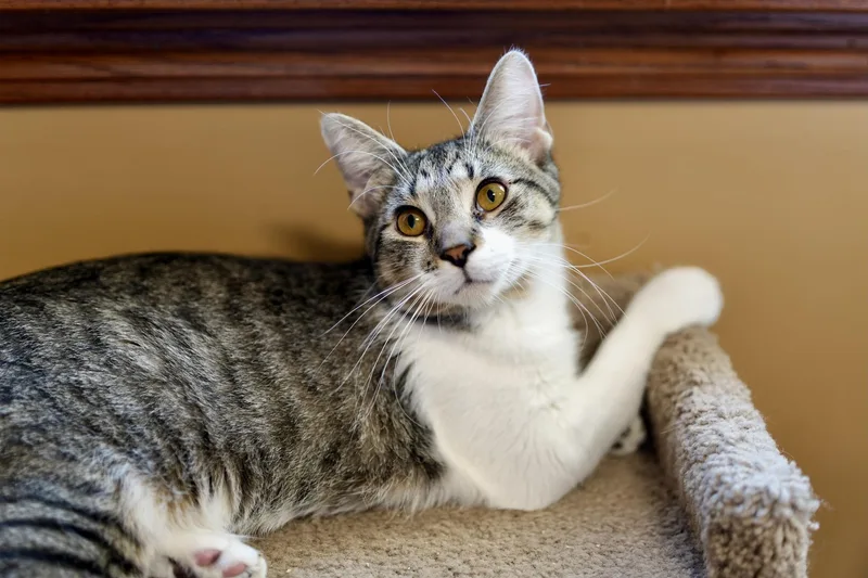 An adult medium-sized male Domestic Short Hair cat named Brownie for adoption in Davenport, IA