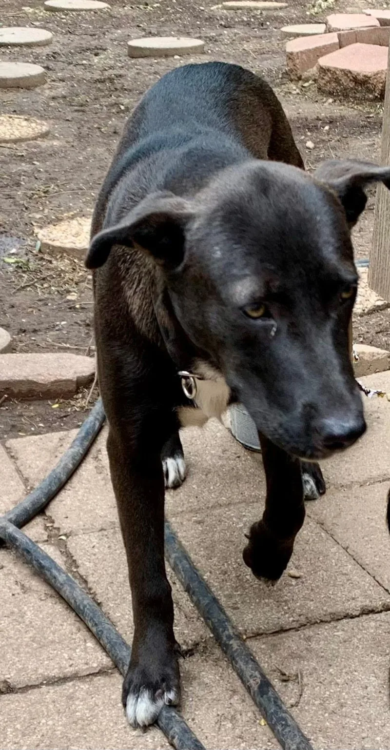 A young medium-sized female Black Labrador Retriever dog named Shayna for adoption in Plano, TX