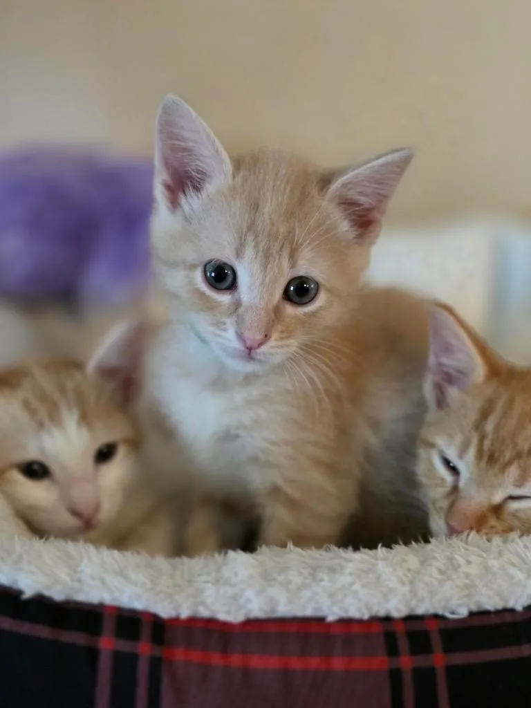 Triscuit