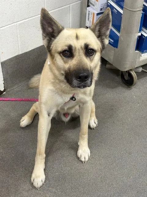 A young large-sized male German Shepherd Dog dog named Wonton for adoption in Upper Marlboro, MD