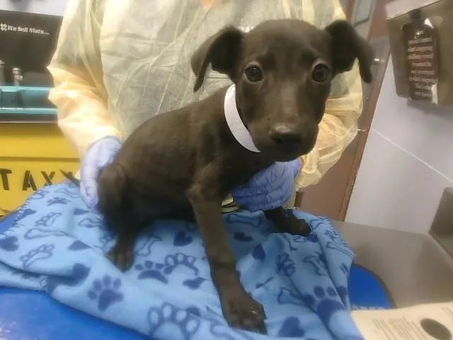 A baby small-sized female Labrador Retriever dog named Daisy for adoption in Phoenix, AZ