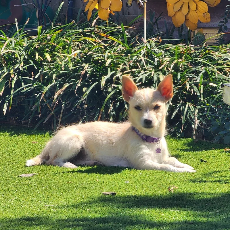 Piper  Sweet  thumbnail 2