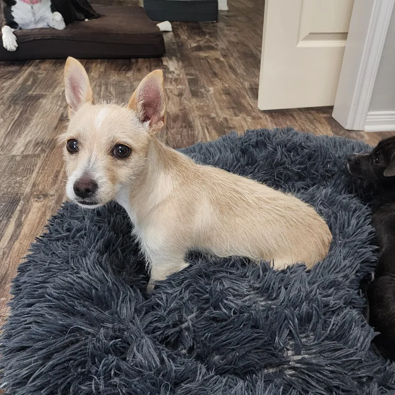 Piper  Sweet  thumbnail 3