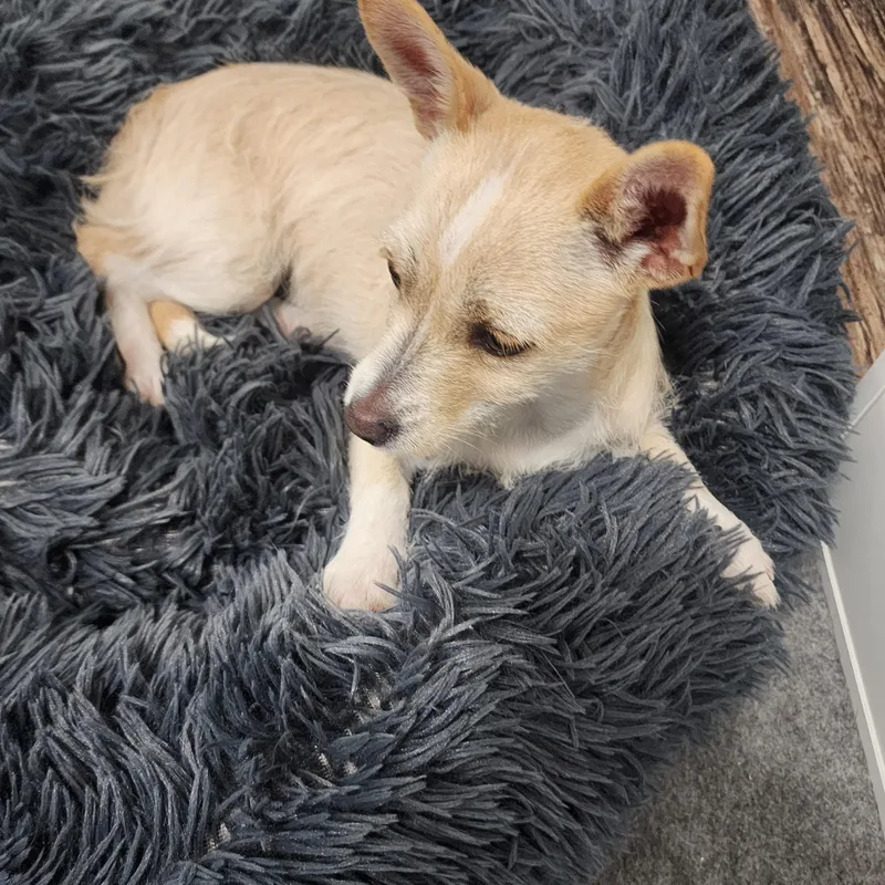 Piper  Sweet  thumbnail 5