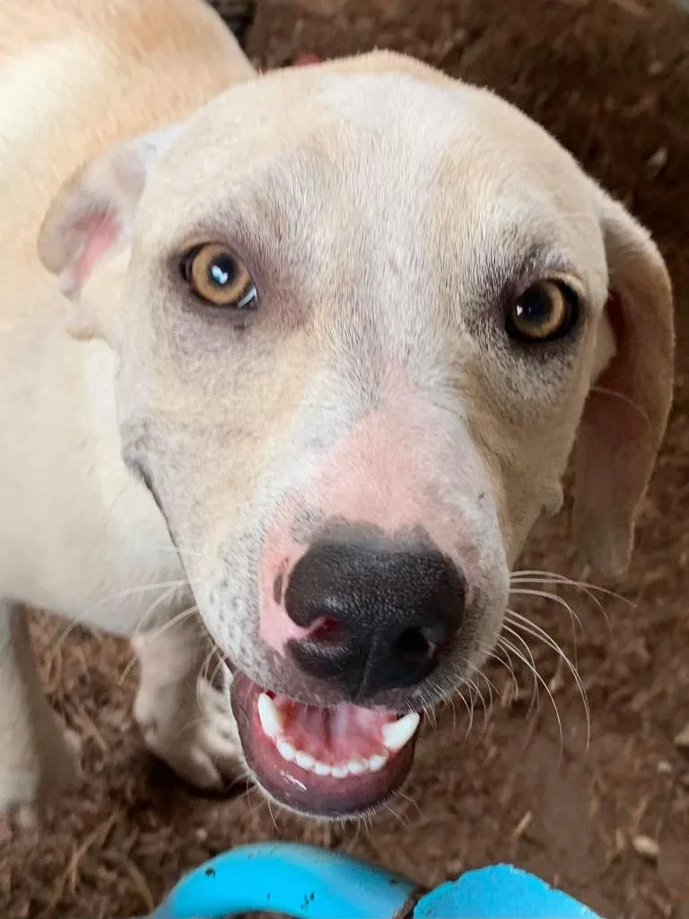 A baby medium-sized female Mixed Breed dog named Cinderella for adoption in Fond Du Lac, WI