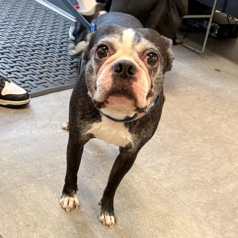 A senior medium-sized male Black Mixed Breed dog named Goober for adoption in Philadelphia, PA
