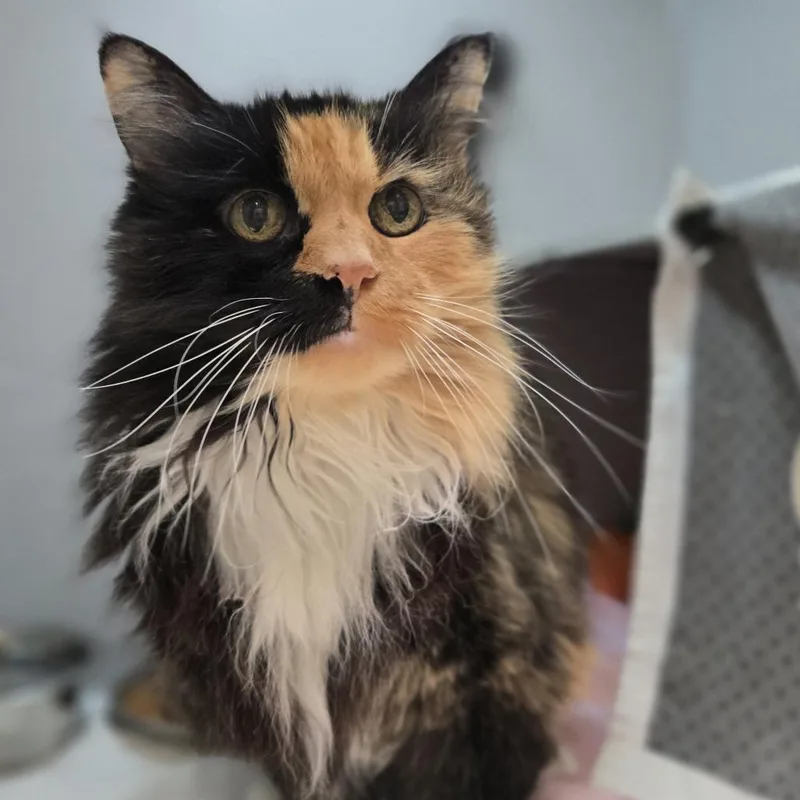 A senior large-sized female Tortoiseshell Domestic Long Hair cat named Bambina for adoption in Pittsburgh, PA