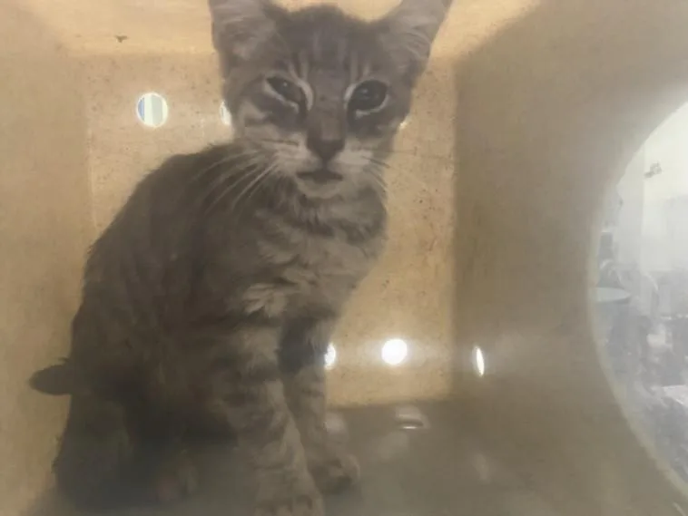 A baby medium-sized male Domestic Short Hair cat named Silver for adoption in Los Angeles, CA