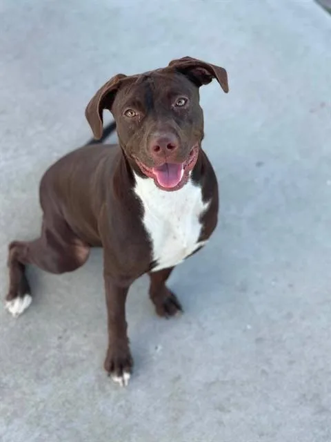 A young medium-sized female Labrador Retriever dog named Matrix for adoption in Conroe, TX