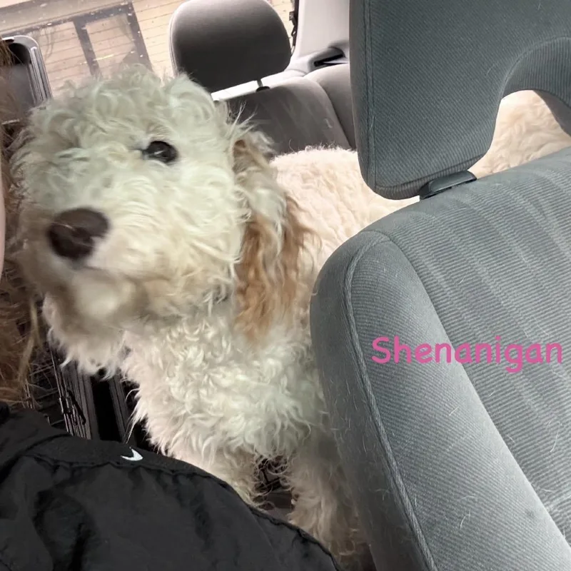 Shenanigan thumbnail 2