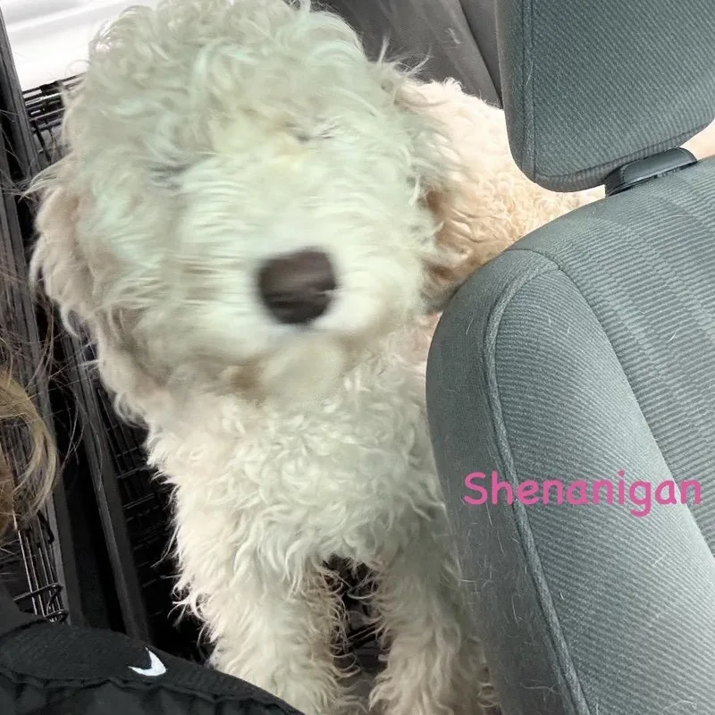 Shenanigan thumbnail 3