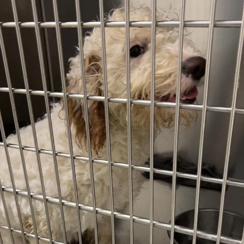 Shenanigan thumbnail 4