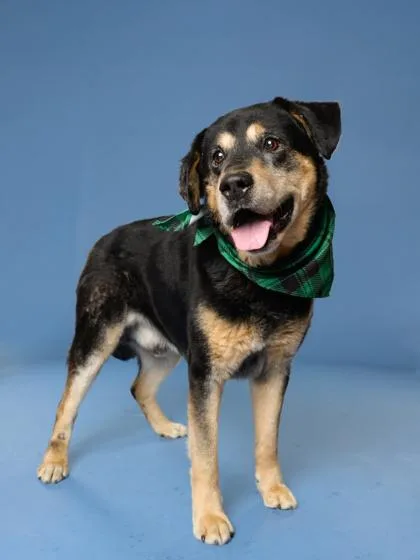 An adult large-sized male Shepherd dog named Kazaam for adoption in Atlanta, GA