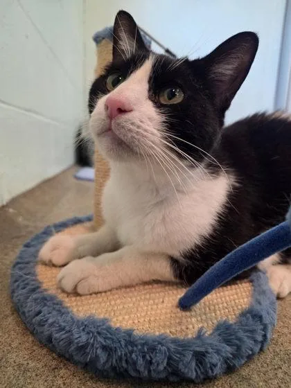 A senior medium-sized male Domestic Short Hair cat named Lairon for adoption in Palm Coast, FL