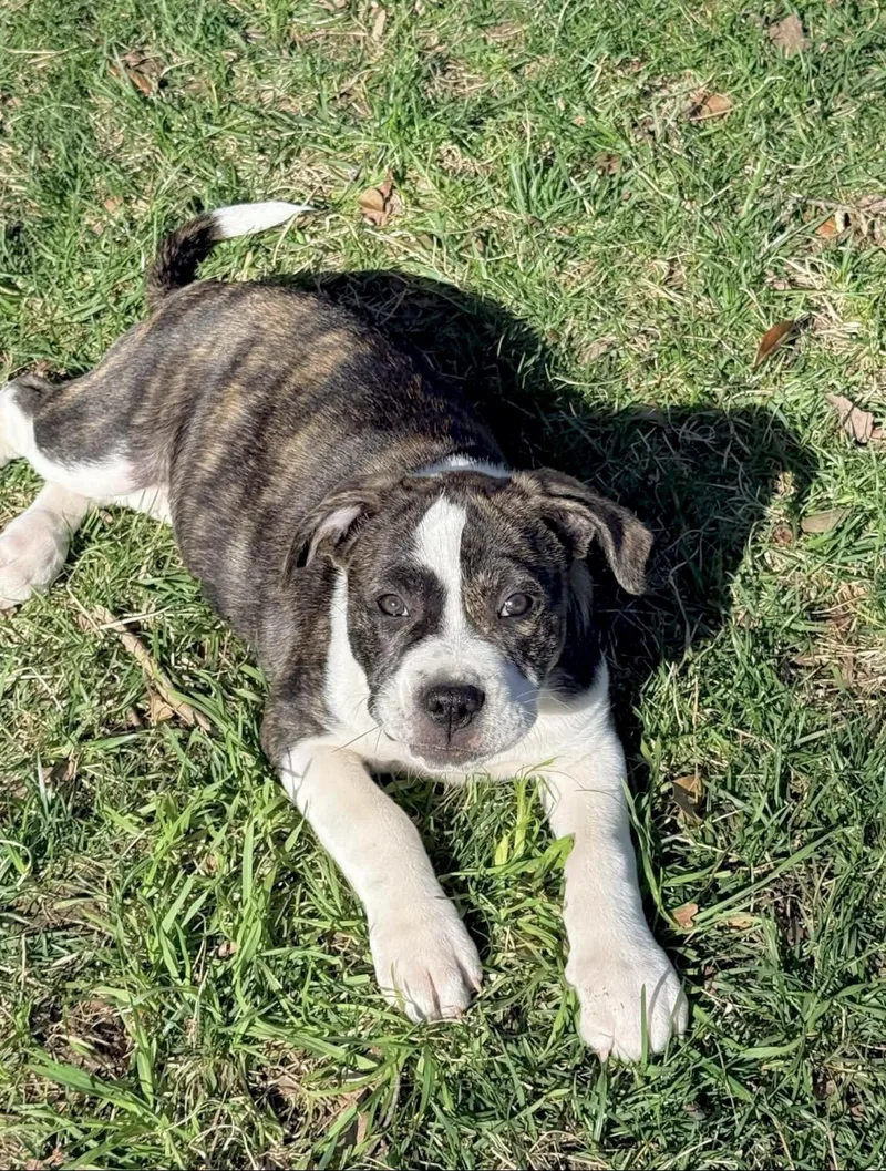 A baby large-sized male American Staffordshire Terrier dog named Linus for adoption in Huntingtown, MD