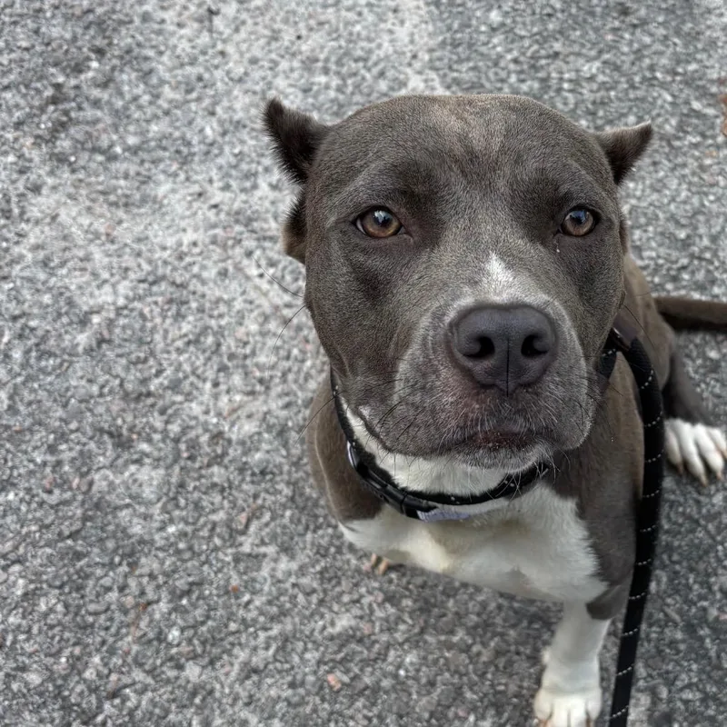 An adult medium-sized female Gray / Blue / Silver Mixed Breed dog named Aspen for adoption in Summerville, SC