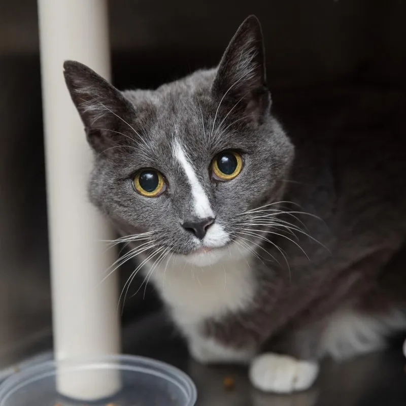 An adult large-sized male Gray / Blue / Silver Domestic Short Hair cat named Grayson for adoption in Salt Lake City, UT